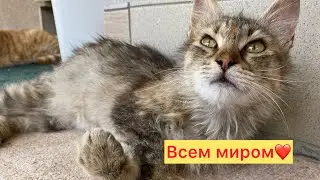 3️⃣8️⃣7️⃣Помощь кошечке на юге❤️‍🩹 Быть стерилизации🐈 Хейтеры проходим мимО!!!