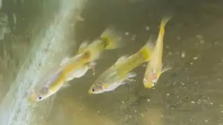 Guppy Feeding on Algae