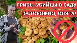 Выросли опята в саду? Не спешите радоваться урожаю!