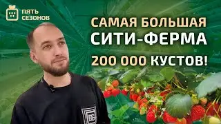 Экскурсия по самой большой ситиферме // выращивание 200 000 кустов клубники!