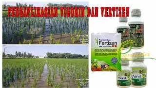 EFEK PEMAKAIAN VIGORIN DAN FERTIZEN DI PADI SAAT MT 2
