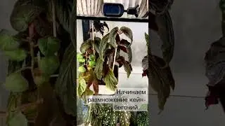 Подстригла Свои Кейн-Бегонии. Укореняем И Сажаем 🌿Бегония sp Venezuela, Бегония Аравийский Закат