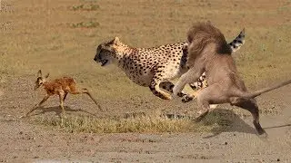 Amazing 10 brothers Cheetahs chasing the lion to scramble for territory Cheetah vs lions