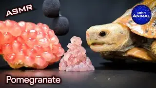 ASMR EATING POMEGRANATE MUKBANG 🐢 Turtle Tortoise 101