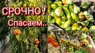 Беда! Спасаем  томаты  от болезни..