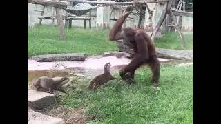funny monkey