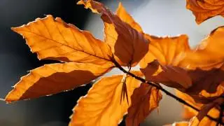 Susan Wong - Autumn Leaves (lyrics)