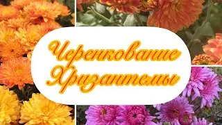 Черенкование хризантемы,справится даже новичок.