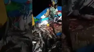 බෝට්ටුවෙදි බල මාලු කරවල වලට කපනවිදි//This is how the fish is cut into dried fish on the boat itself