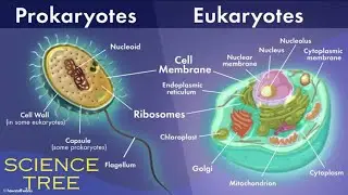 Difference between Prokaryotic and Eukaryotic Cells