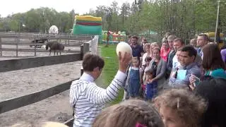 Страусиная ферма / Ostrich Farm -  Kyiv, Ukraine