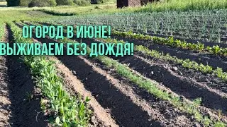 Обзор участка , огород с овощами. Июнь 2023.