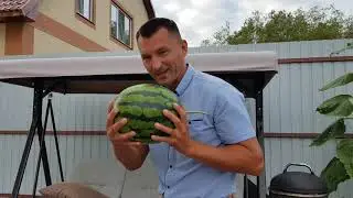 Срезаем и пробуем первый арбуз!!!🍉 02.08.2021