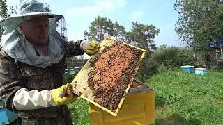 КАК СРАБОТАЛИ ПЧЁЛЫ НА МЁД В УЛЬЯХ ППУ, МОЙ ЭКСПЕРИМЕНТ, ДЕЛАЙ ЭТО.