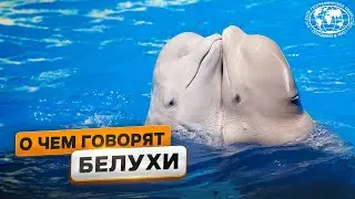 Загадочная жизнь белух | @Русское географическое общество