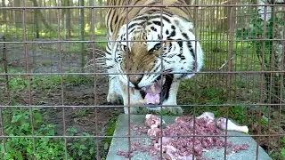 Hangry Lion and Tigers