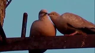 Голуби целуются на крыше