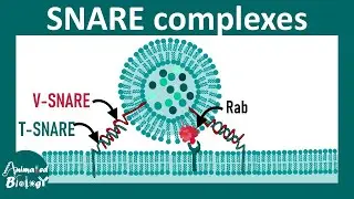 SNARE complex and Vesicle fusion | Vesicle trafficking and fusion | Synaptic vesicle fusion & SNARE