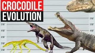 Crocodile Evolution | In 2 minutes