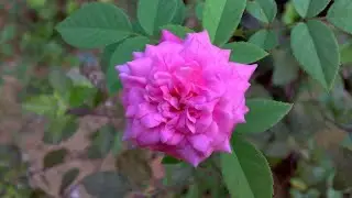 Rose Flower with Leaves in Garden at Closeup View | Check Description Below