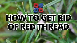 How to Get Rid of Red Thread Lawn Disease | DoMyOwn.com