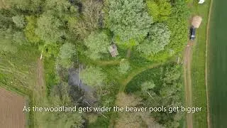 Birds eye view of the beaver enclosure