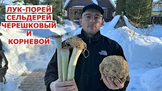 Как сохранить сельдерей, лук порей свежими зимой