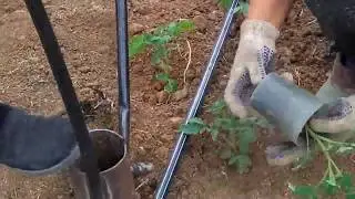 Высадка томатов в теплицу (парник, балаган..)