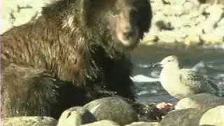 The Last Wild Wolves - Part 1