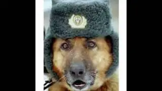 овчарка