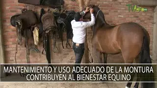 Mantenimiento y uso adecuado de la montura contribuyen al bienestar equino - TvAgro