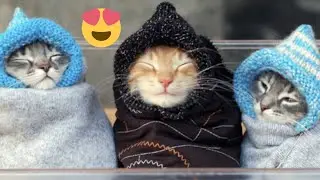 FUNNIEST CAT VIDEOS 2024 COMPILATION 😂 Funny Cats 25 😺 #funny #pet #cat #foryou #viral #viralvideo