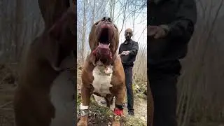 Top 2 Most Dangerous Dog Breed in The World Wide 👹 