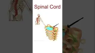 Human Spinal Cord Structure and function, Spinal cord anatomy shorts 