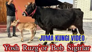 ARZON . Ruzg’or  Bob   Ena  Bola Va Bug’oz  Sigirlar  Sotiladi. Dastafka Hizmati Bor