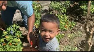 BOCIL Manen di Kebun MINI