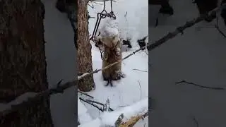 соболь в КП-120.