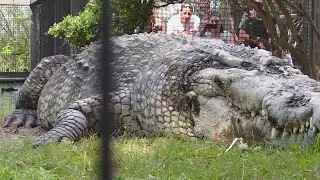 Один на Весь Мир! Это Самые Огромнейшие Животные в мире ч.2