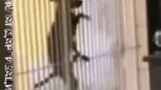 Тайная жизнь домашних животных