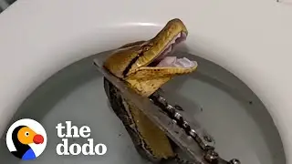 12 Foot Python Pops His Head Out From Someones Toilet | The Dodo