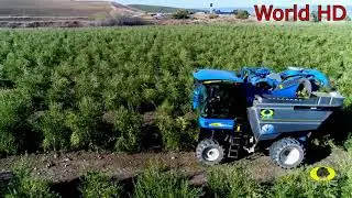 Harvesting machines. Modern machines for harvesting fruits and vegetables.