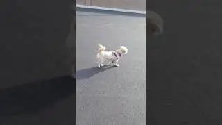 Just for Fun - Sunrise Kid: Teddy the Dog in Action