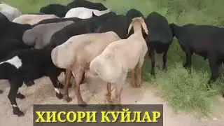 Хисори Куйлар Сотилади