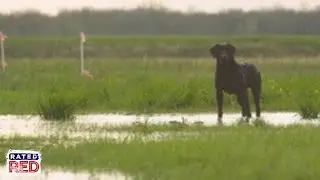 Tips On Training Your Dog to Duck Hunt