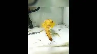 Вот так 