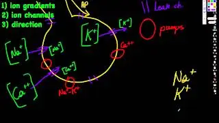 Ion Channels and Concentration Gradients