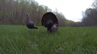 GoPro Turkey Hunt
