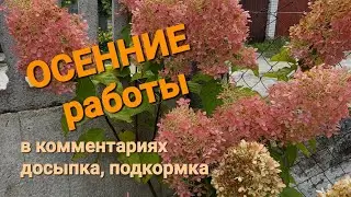 Осенний уход за гортензией.