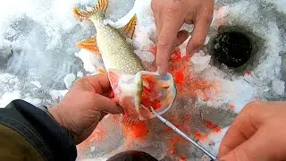 ПЕРВЫЙ ЛЁД! Второй День, ДОЖДЬ +5, РЫБАЛКА на ЖЕРЛИЦЫ с Друзьями!