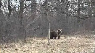 Медведь и гаишник.